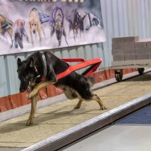 Meet your Posher, Alyshia